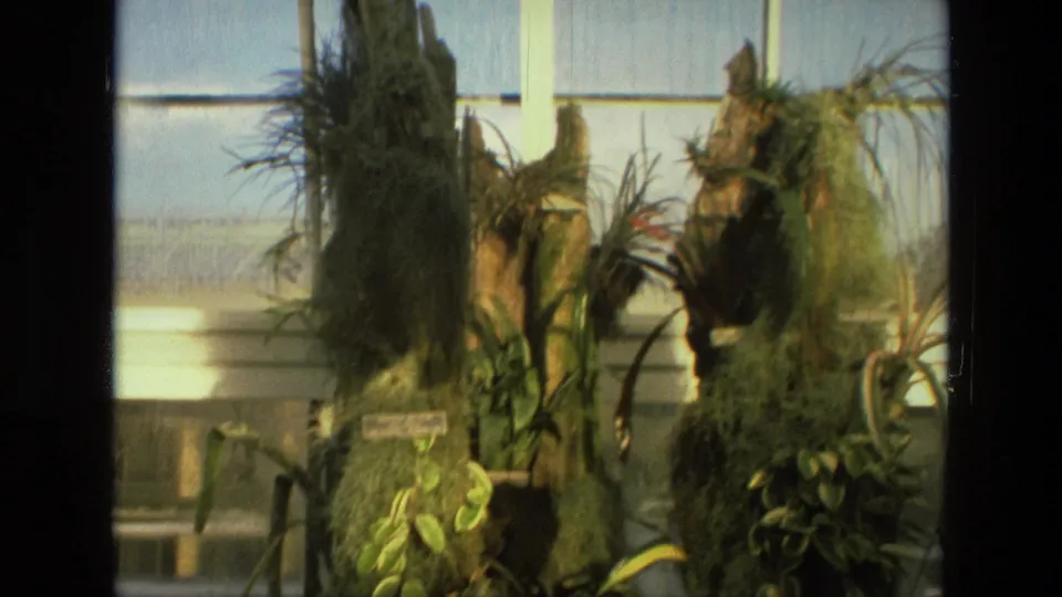 1972 Iran 8mm frame showing dense tropical foliage and mossy planter trunks in a greenhouse-like interior.