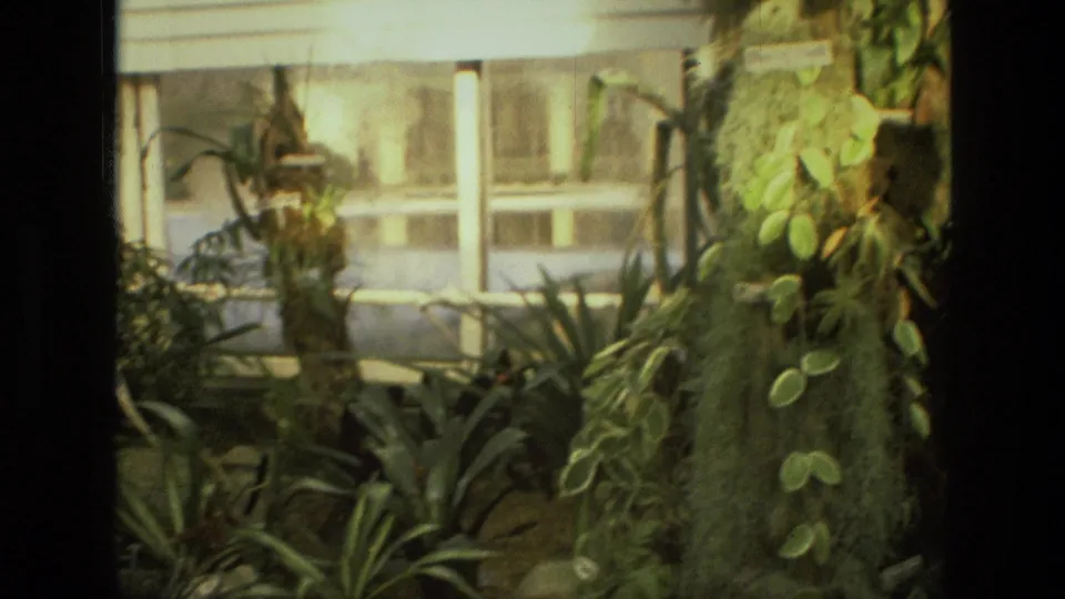 1972 Iran 8mm frame focusing on a moss-covered trunk planter with leafy growth, windows, and a bench behind it.