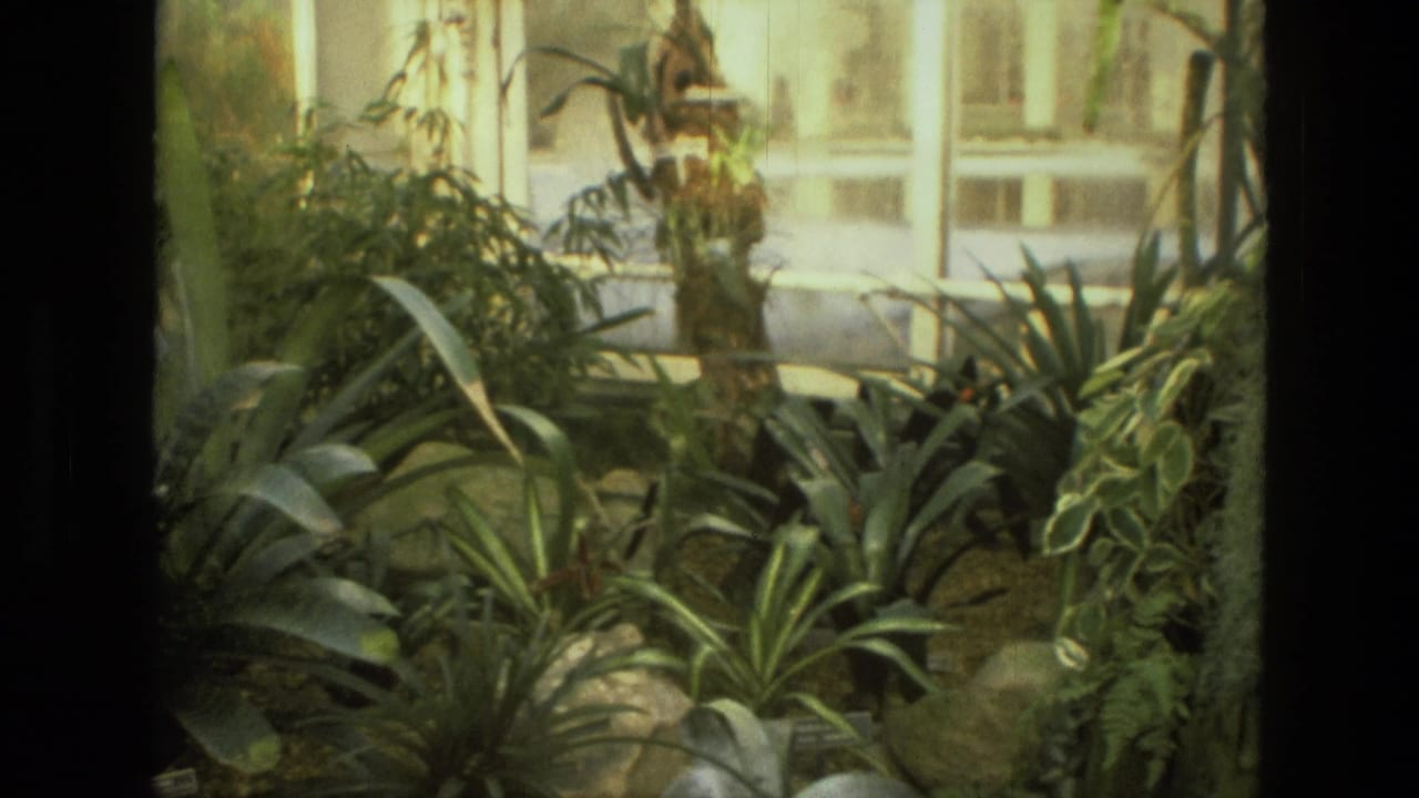 Indoor plants seen through dark frame divisions, with broad leaves and glass panels behind them.