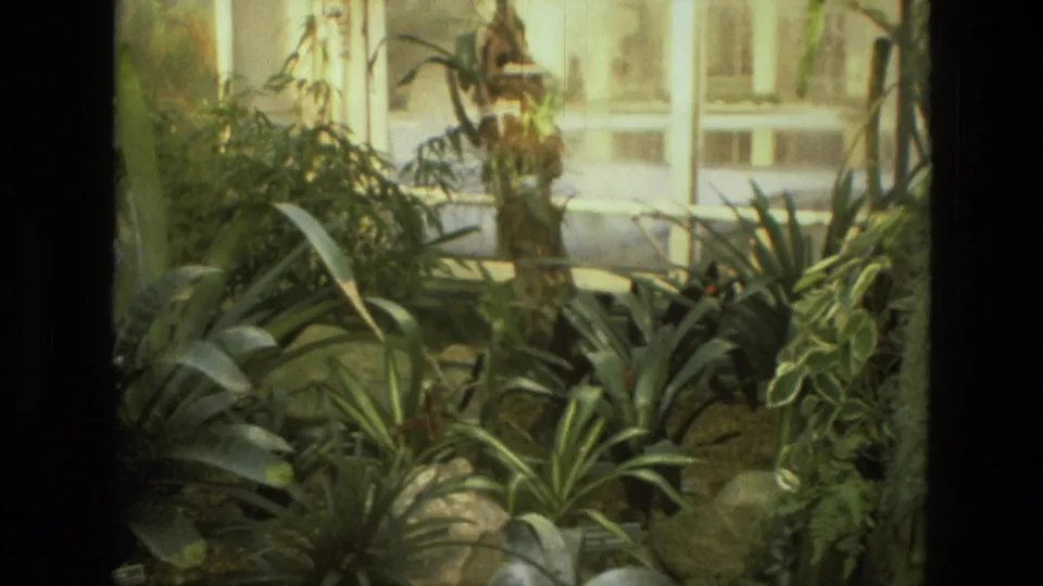 1972 Iran 8mm frame showing broad-leaf indoor plants in a glass-walled greenhouse-like space.