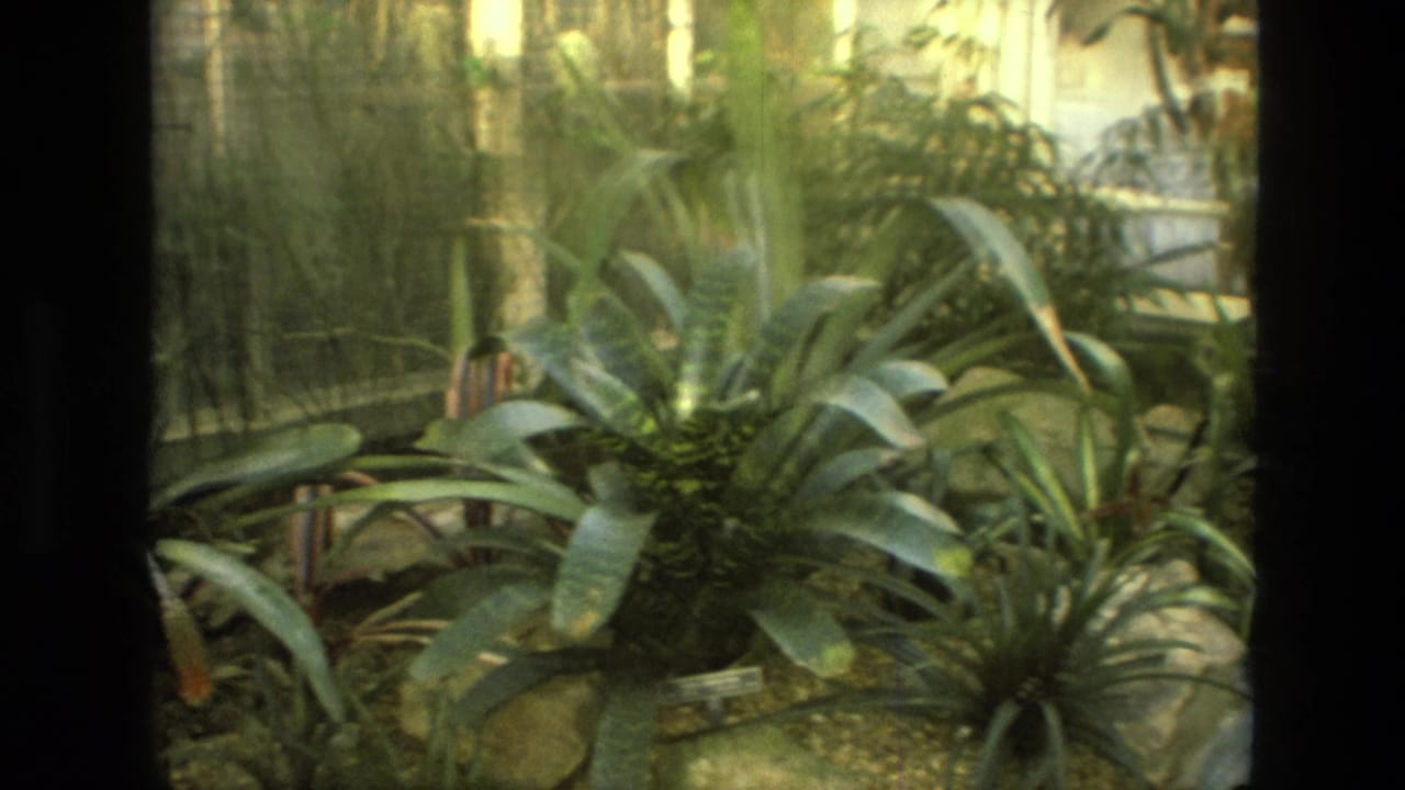 Dense indoor greenery with broad leaves, glass walls, and rail-like metal structures in the background.