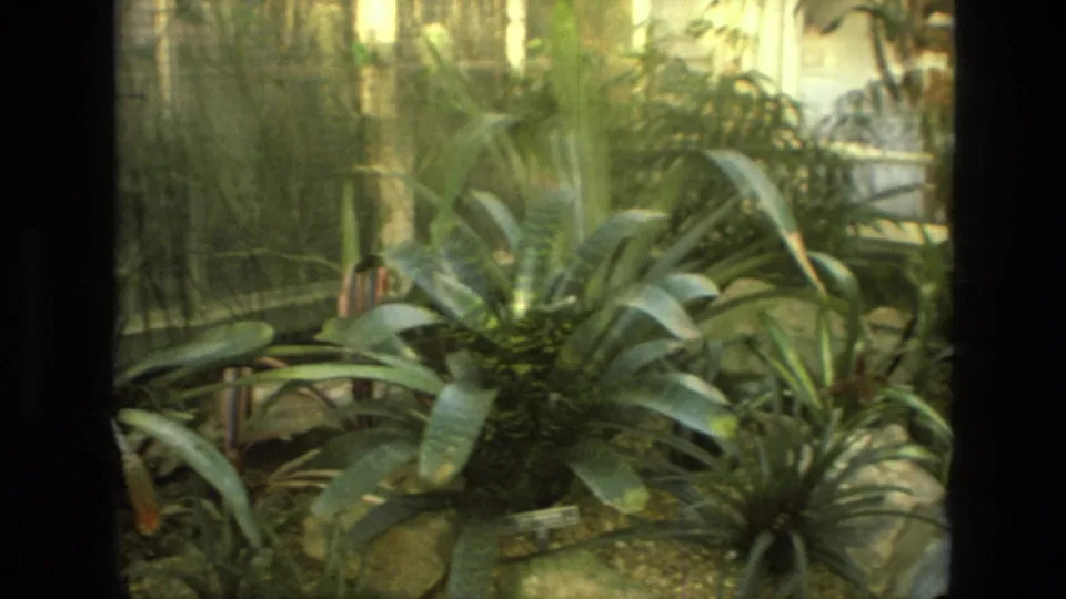 1972 Iran home-movie frame of dense greenhouse foliage with broad leaves, glass panels, and metal supports.