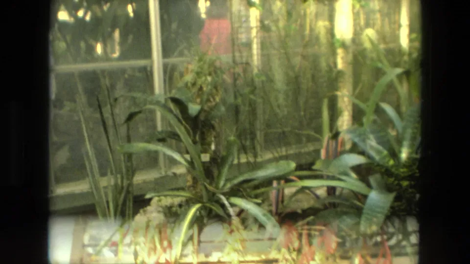 1972 Iran 8mm frame showing indoor greenery near glass windows, with soft focus and warm archival color.