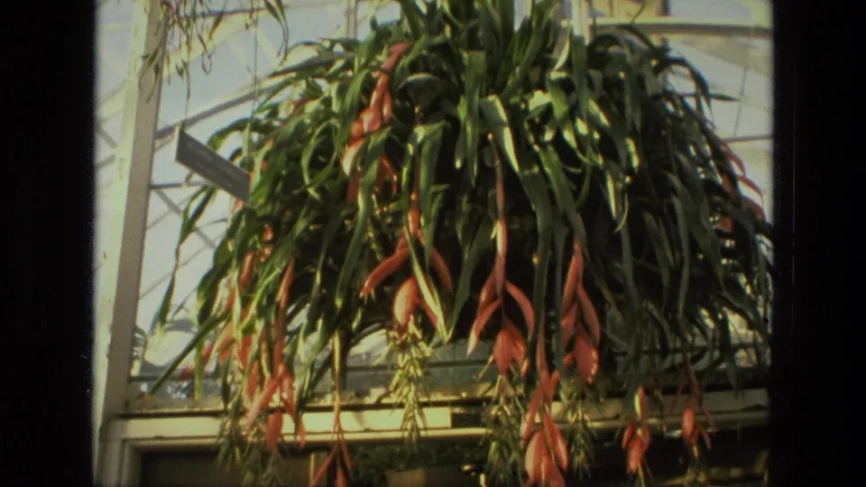 1972 Iran frame showing a hanging epiphyte-like plant with reddish growths in an indoor plant display.