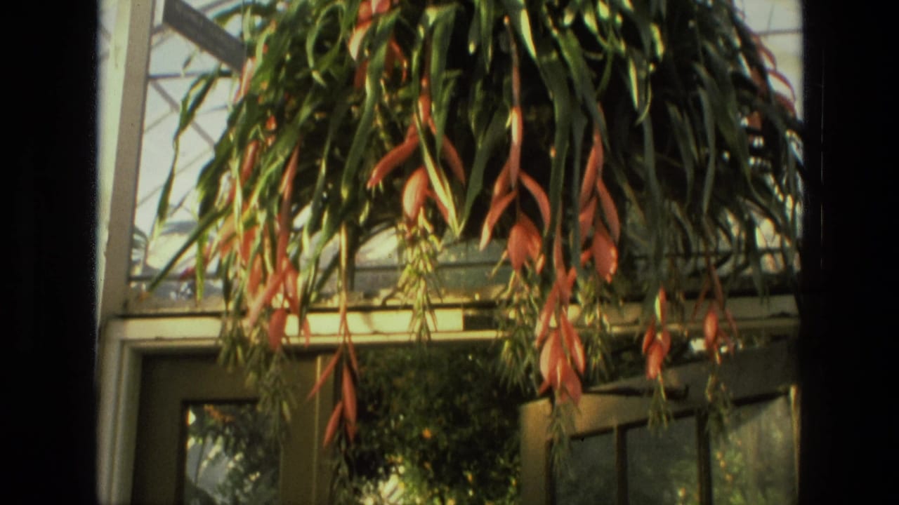 Hanging red-orange foliage inside a greenhouse with windows and plants below.