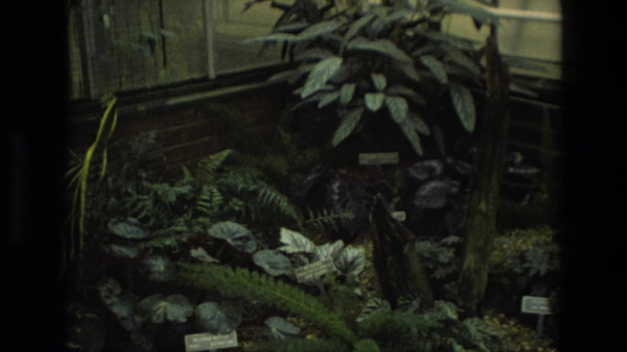 Dim greenhouse plant bed with ferns, broad leaves, small labels, and window framing.