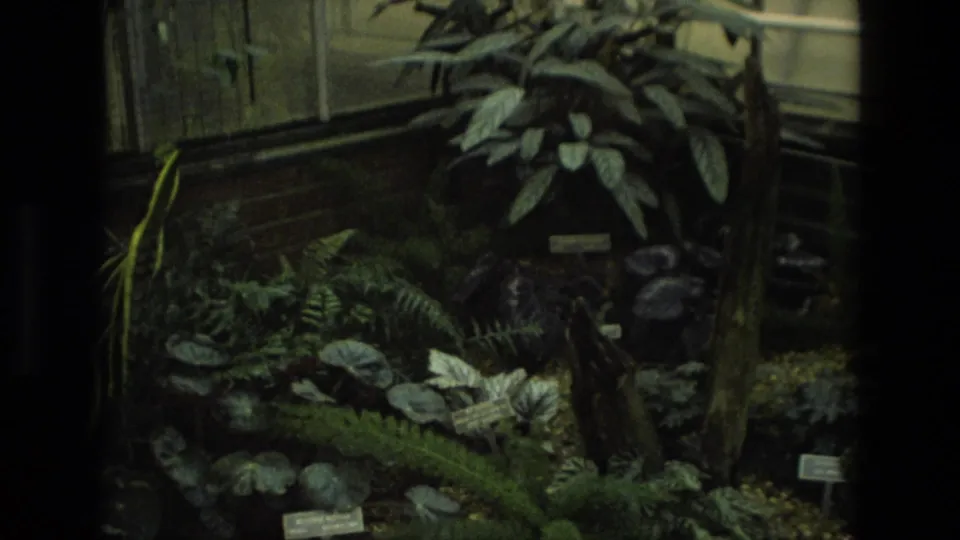 1972 Iran greenhouse view with ferns, broad-leaf plants, specimen labels, and dark interior window framing.