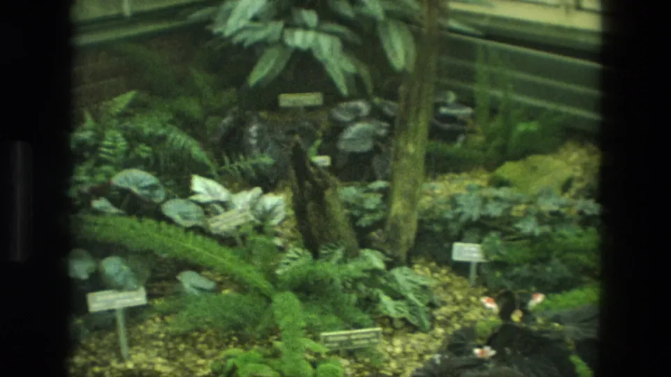 1972 Iran home-movie frame of a tropical greenhouse bed with ferns, labels, gravel, and layered foliage.
