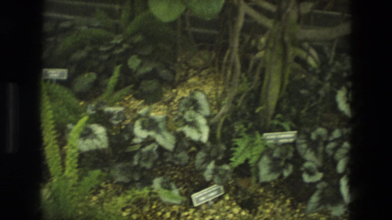 1972 Iran 8mm frame showing a greenhouse-like planting bed with ferns, broad foliage, gravel and small identification labels.