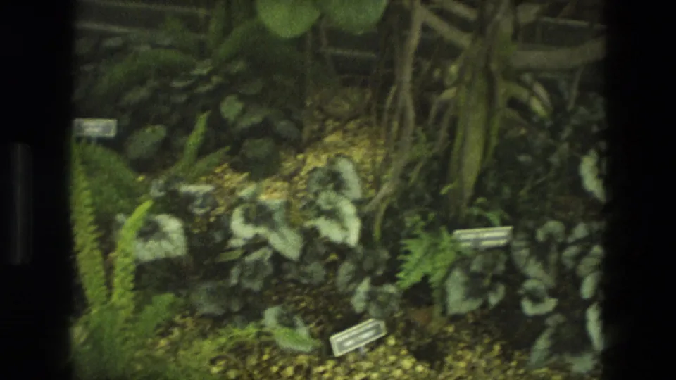 1972 Iran 8mm frame showing a greenhouse-like planting bed with ferns, broad foliage, gravel and small identification labels.