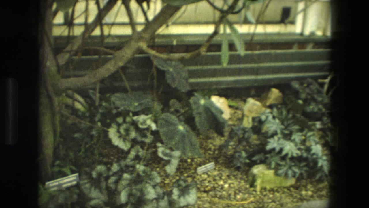 1972 Iran 8mm frame showing a conservatory-like plant bed with window bars, trailing vines, rocks, gravel and labels.