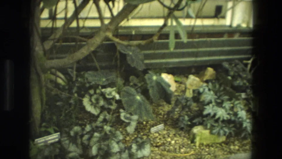 1972 Iran 8mm frame showing a conservatory-like plant bed with window bars, trailing vines, rocks, gravel and labels.