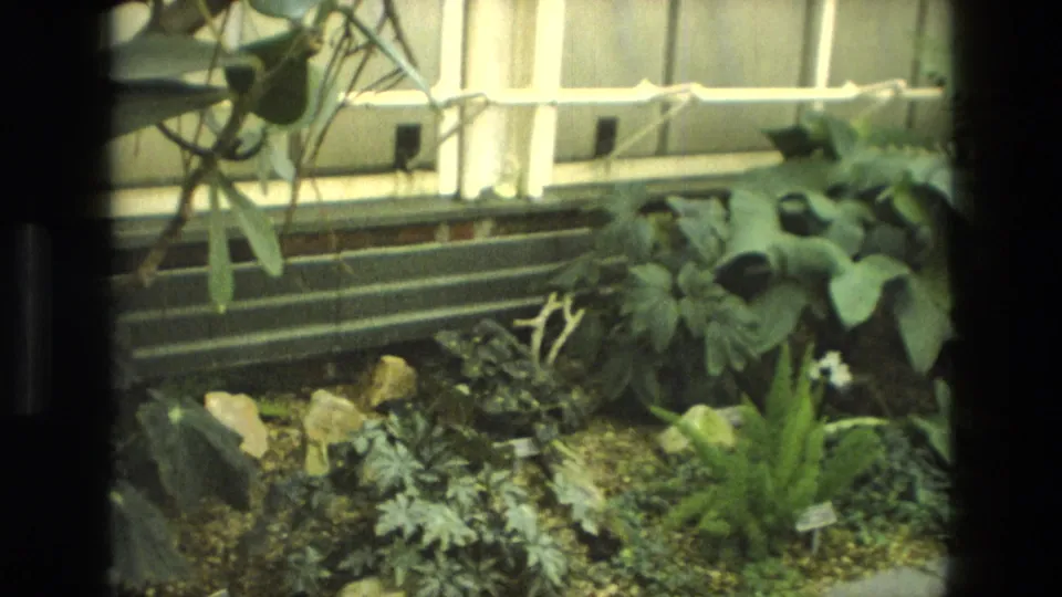 1972 Iran 8mm frame showing broad tropical-looking leaves, rocks, gravel and a small label below a greenhouse window.
