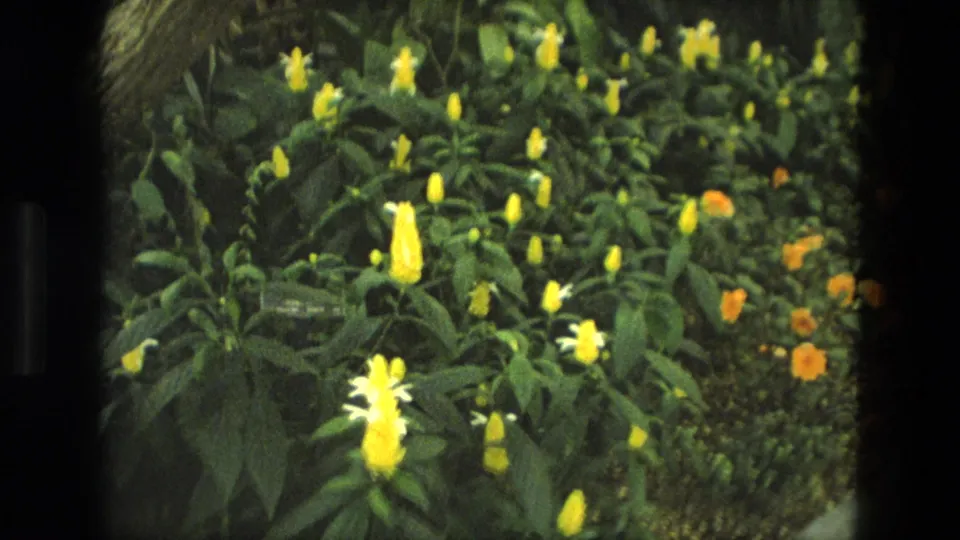 1972 Iran 8mm frame showing yellow flower spikes and orange blossoms among dense green foliage in a garden display.