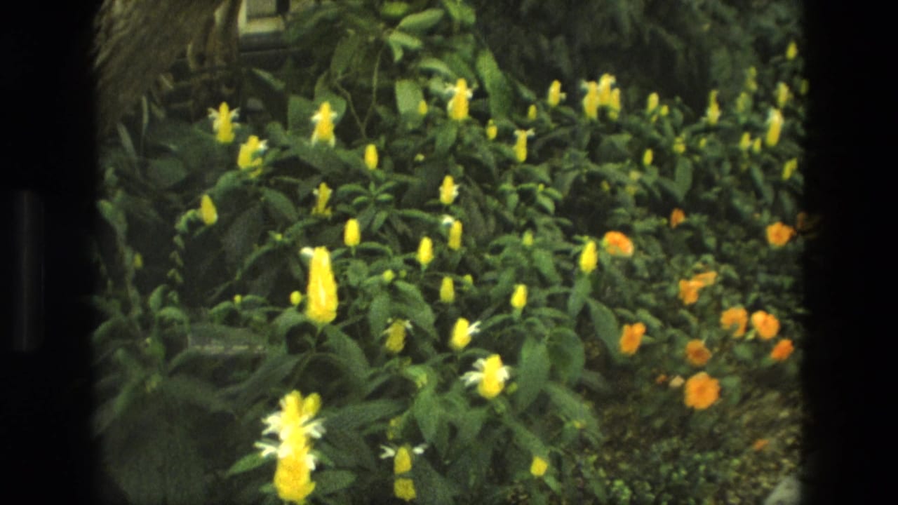 1972 Iran 8mm frame showing yellow and orange flowers growing among dense foliage inside a greenhouse.