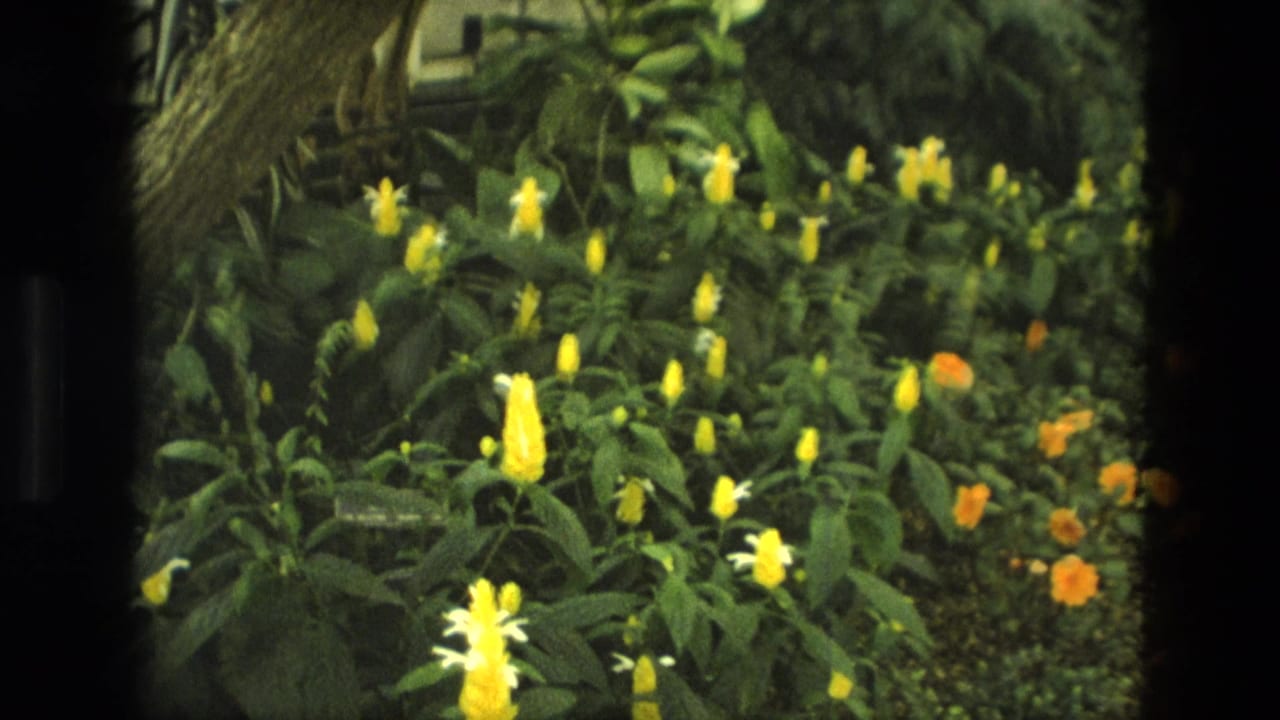 1972 Iran greenhouse view with yellow flowering plants, orange blossoms, leafy growth, and dark film-frame edges.