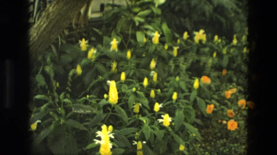 1972 Iran greenhouse view with yellow flowering plants, orange blossoms, leafy growth, and dark film-frame edges.