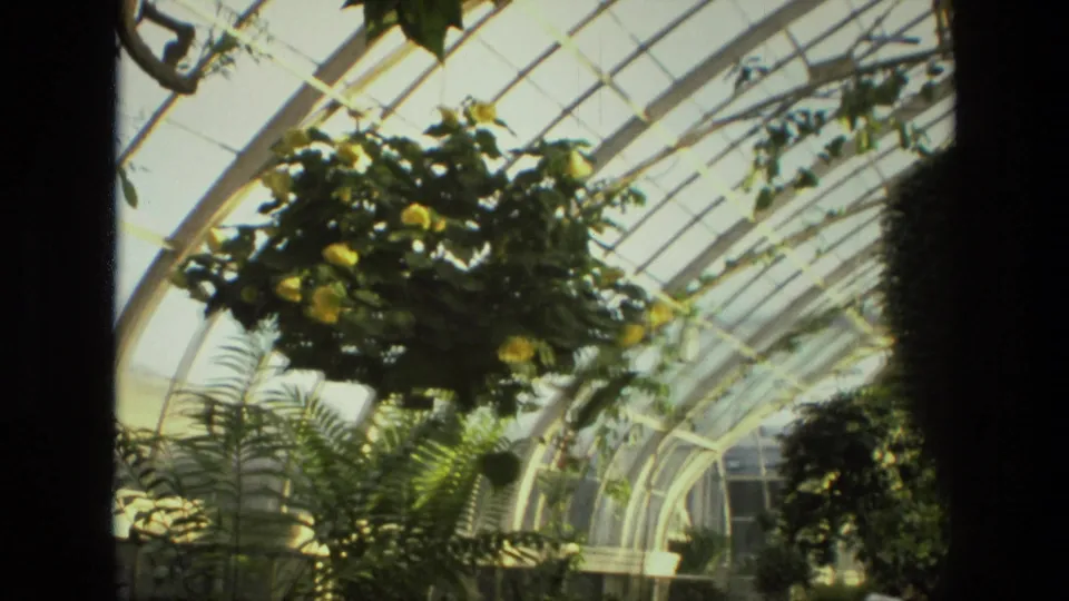 1972 Iran 8mm frame of an arched glass greenhouse roof with hanging planters, ferns, and dense interior greenery.