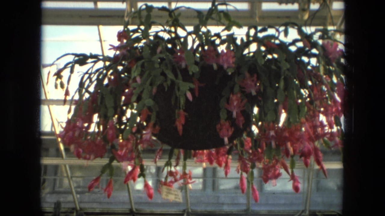 Hanging Christmas cactus with pink blooms inside a glass-roofed greenhouse.