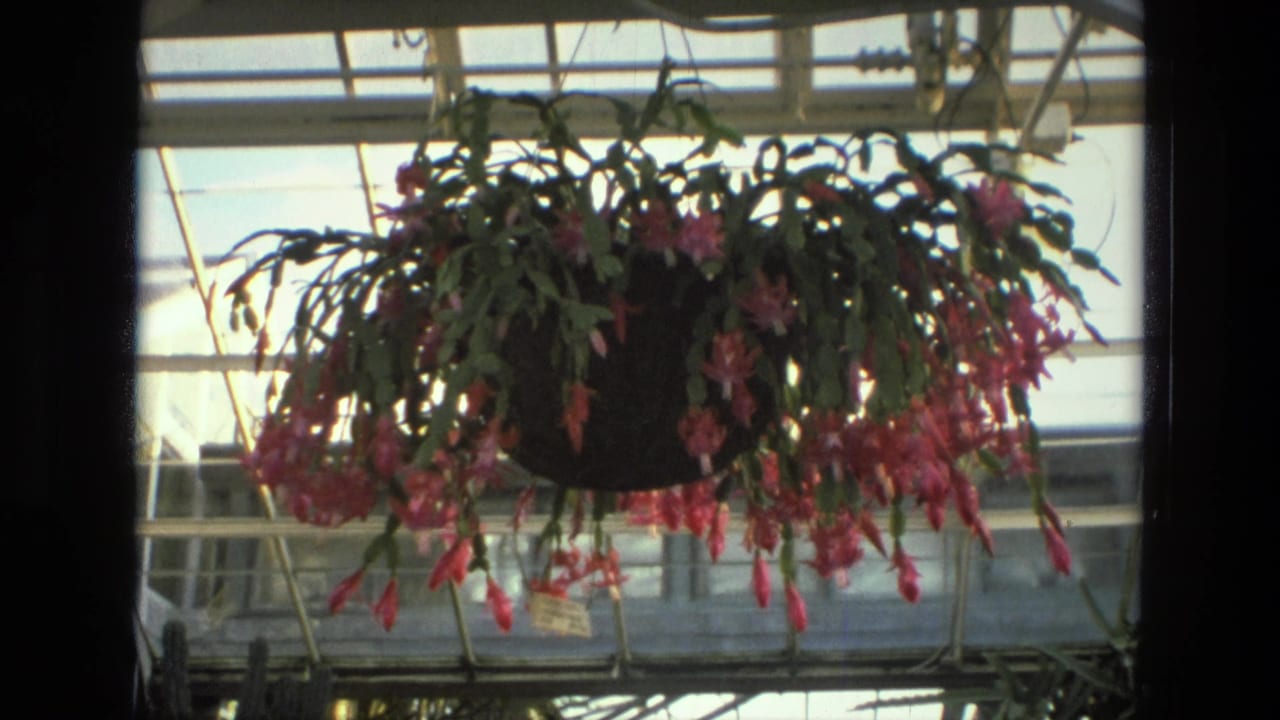 Blooming hanging cactus in a greenhouse, framed slightly wider to the right.