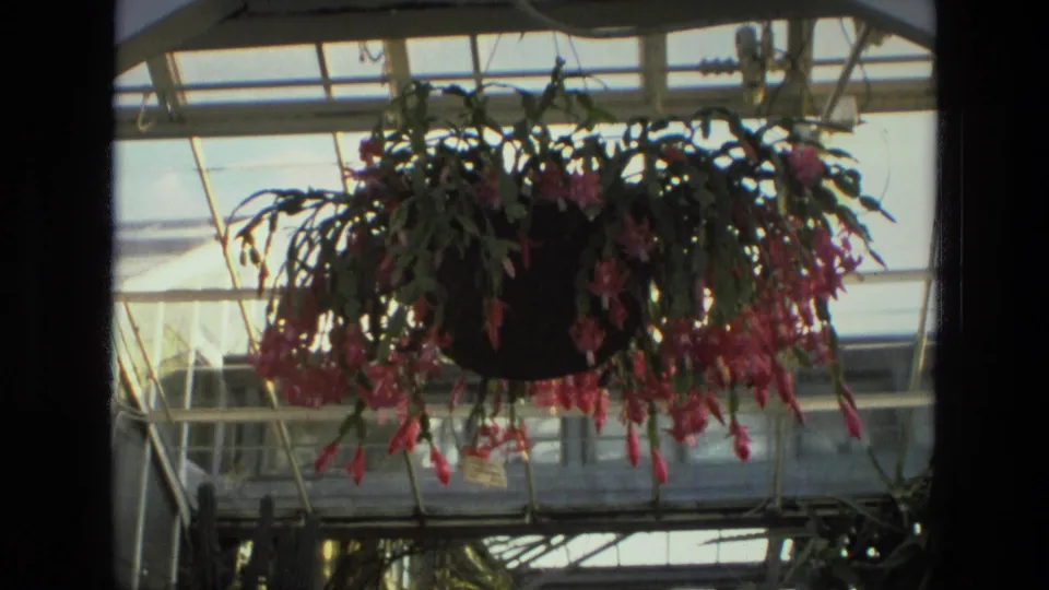 Backlit 8mm frame from Iran in 1972 showing the flowering hanging cactus and greenhouse framing in soft focus.
