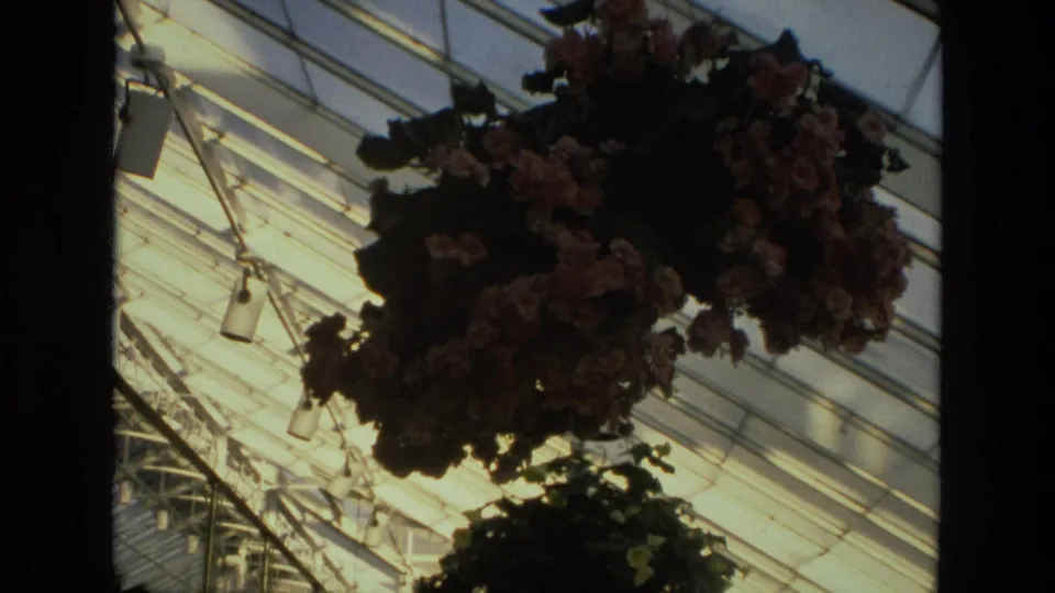 1972 Iran 8mm frame showing another flowering plant hanging in silhouette under angled greenhouse glass and metal supports.