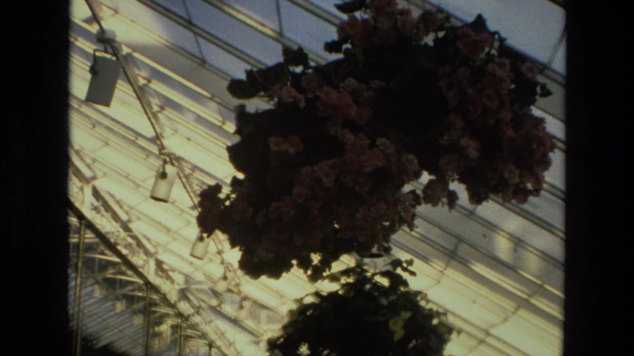 1972 Iran 8mm frame showing a greenhouse roof, metal beams, overhead fixtures, and a hanging basket of flowers above foliage.