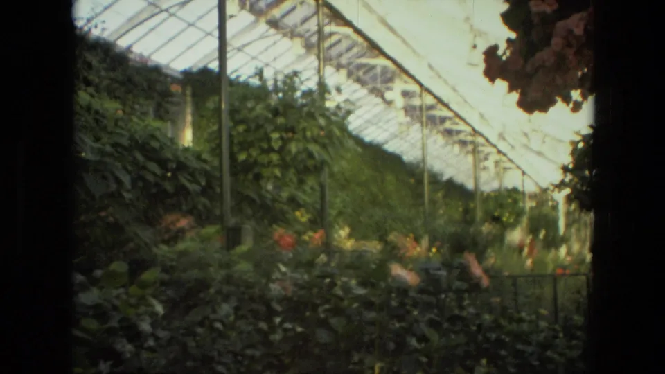 1972 Iran 8mm frame with dense greenhouse foliage, hanging baskets, metal roof supports, and warm filtered light.