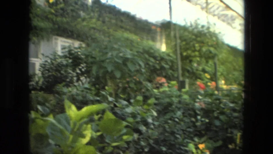 1972 Iran home-movie frame showing thick greenhouse greenery, a glass roof edge, hanging plants, and a small structure partly obscured by leaves.