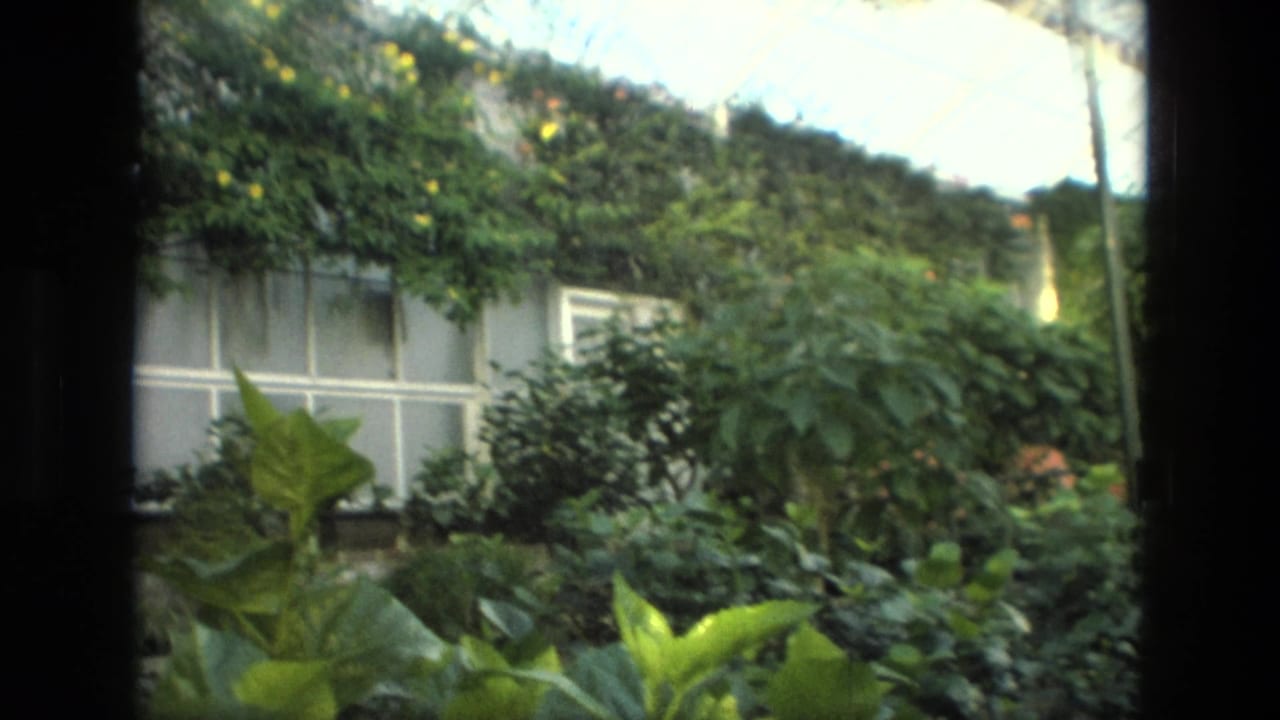 Greenhouse interior with white-framed windows, dense foliage, and small yellow blossoms.