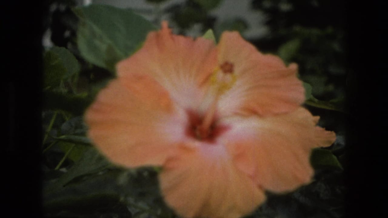 Close 1972 Iran home-movie view of a peach-colored hibiscus flower in soft focus against greenhouse foliage.