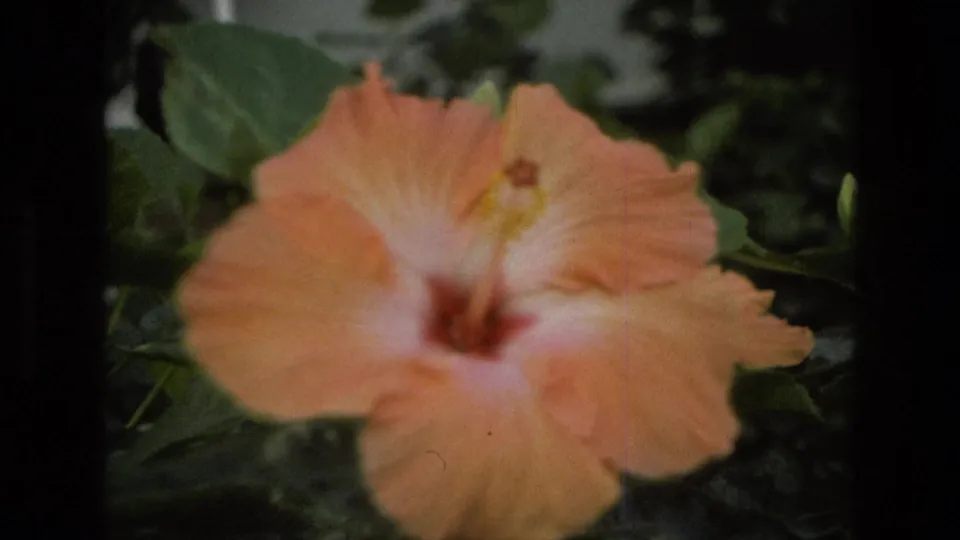1972 Iran 8mm frame with a peach hibiscus bloom dominating the foreground, its petals soft against dense greenhouse greenery.