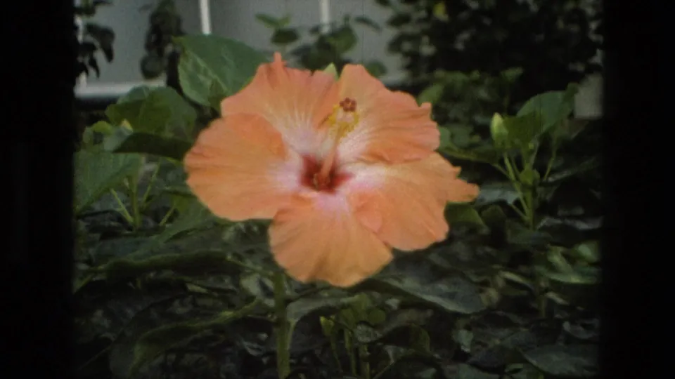 1972 Iran home-movie frame showing a peach hibiscus on its stem, with leaves, greenhouse plants, and a pale window in the background.