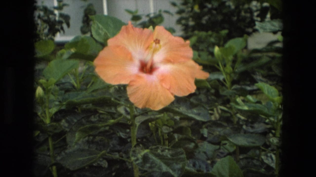 1972 Iran 8mm frame showing a peach hibiscus bloom surrounded by dense green garden foliage.