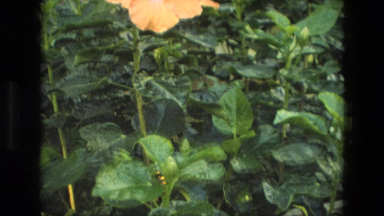 1972 Iran home-movie frame of hibiscus leaves and stems with a partially visible peach bloom above.