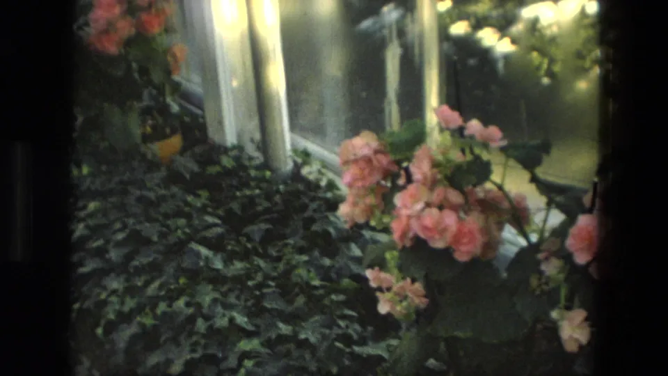 1972 Iran 8mm frame showing clustered orange-pink garden flowers near windows and dense groundcover.