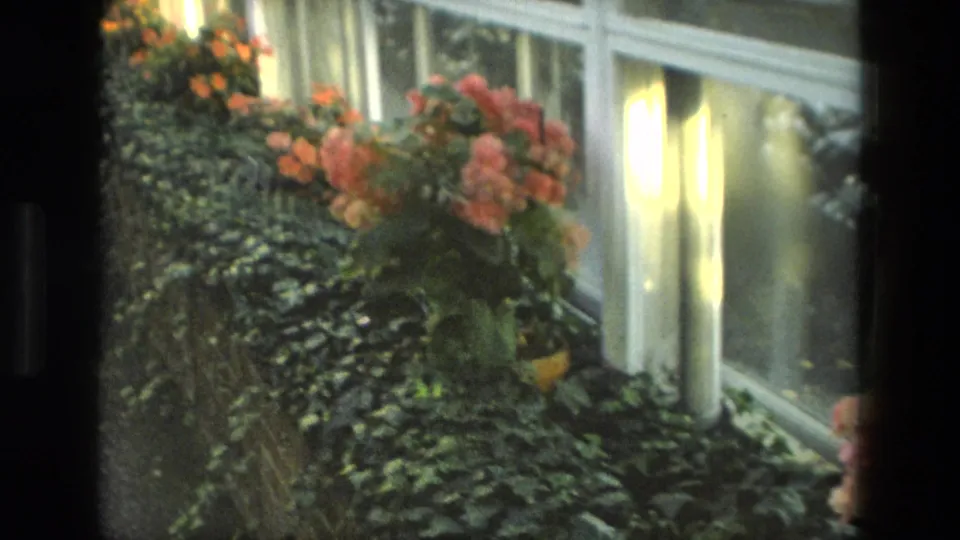 1972 Iran home-movie frame with orange-pink blooms, dense foliage, and light-colored window frames.