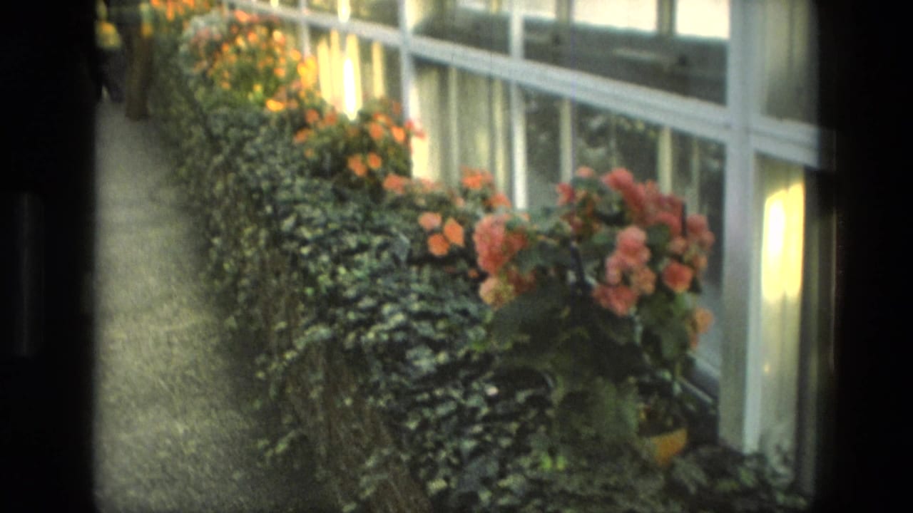 1972 Iran home-movie frame showing a greenhouse corridor lined with foliage and pink-orange flowering plants beside glass panels.