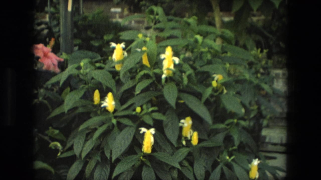 Yellow blossoms and a pink flower among dense green garden leaves.