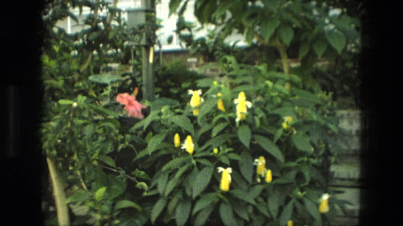 Leafy garden plants with yellow blossoms and a pink flower near the center.