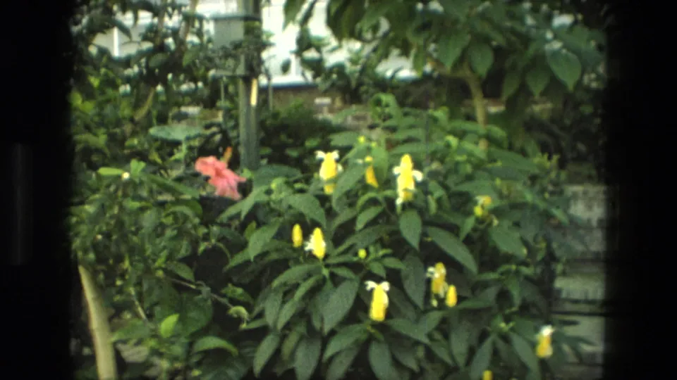 1972 Iran garden view with yellow flowers, a pink bloom, and dense green foliage in soft 8mm focus.