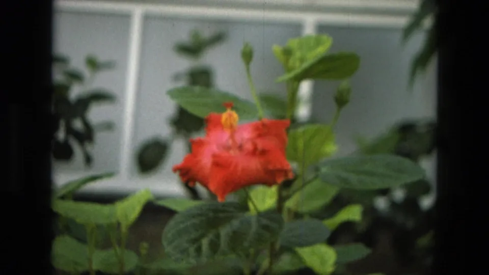 Close 1972 Iran 8mm view of a red hibiscus-like flower against soft green leaves and pale panels.