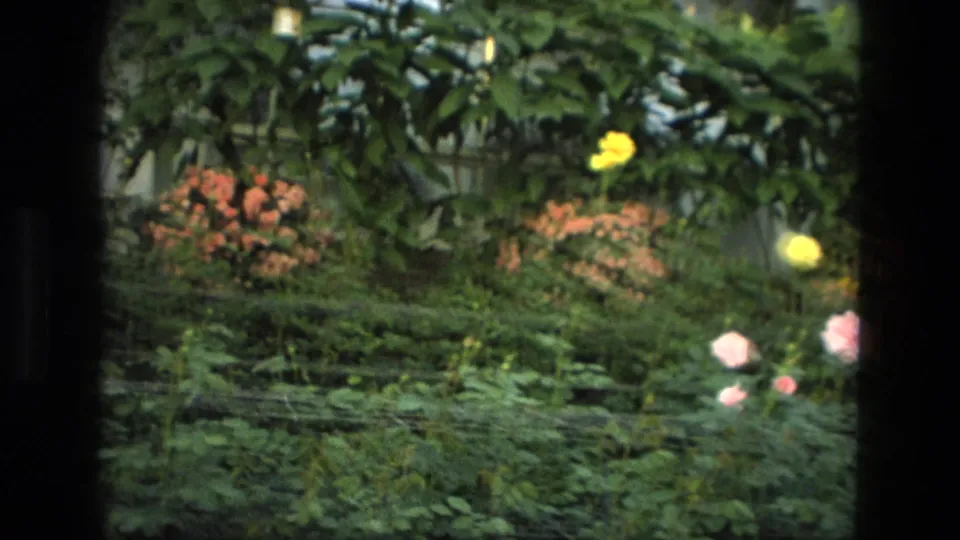 1972 Iran garden frame with low greenery, yellow and pink flowers, and a leafy tree near a wall.