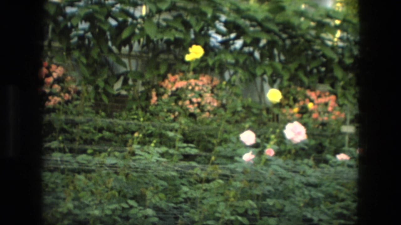 1972 Iran 8mm frame showing yellow and pale pink roses among dense green shrubs, viewed through dark vertical framing.