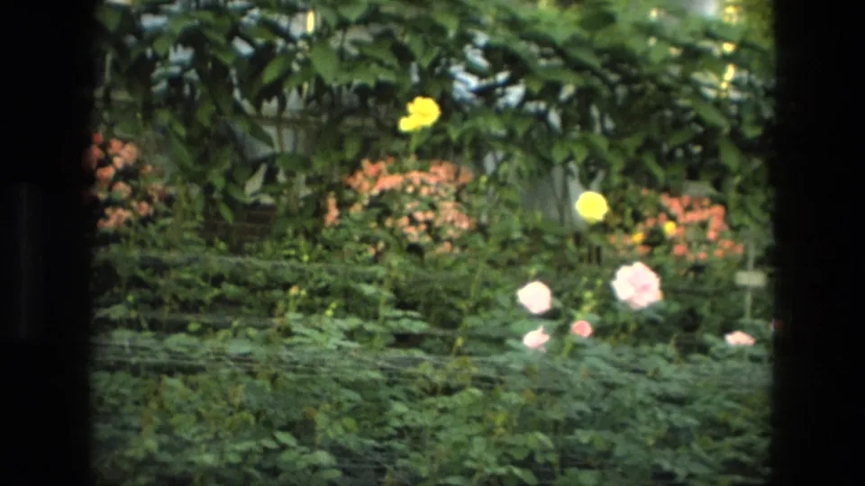1972 Iran 8mm frame showing yellow and pale pink roses among dense green shrubs, viewed through dark vertical framing.
