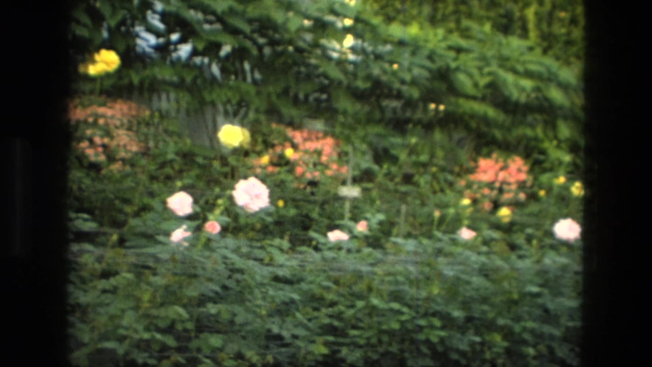 1972 Iran garden view with yellow and pale pink roses, orange blossoms, and leafy shrubs seen through a dark foreground frame.