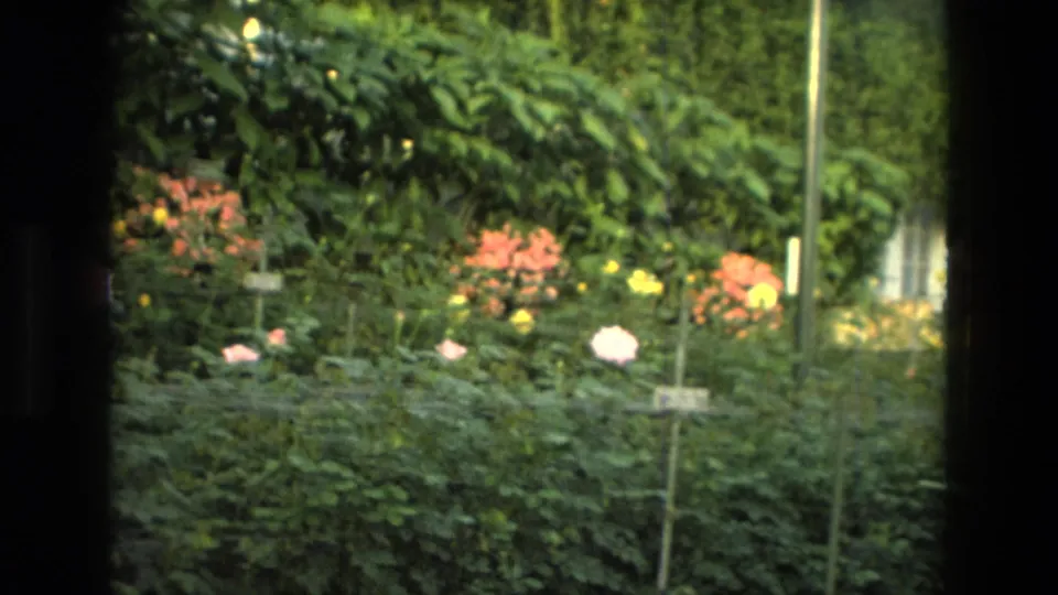 1972 Iran 8mm view of flowering shrubs with orange and yellow blooms, pale roses, and small plant markers in daylight.