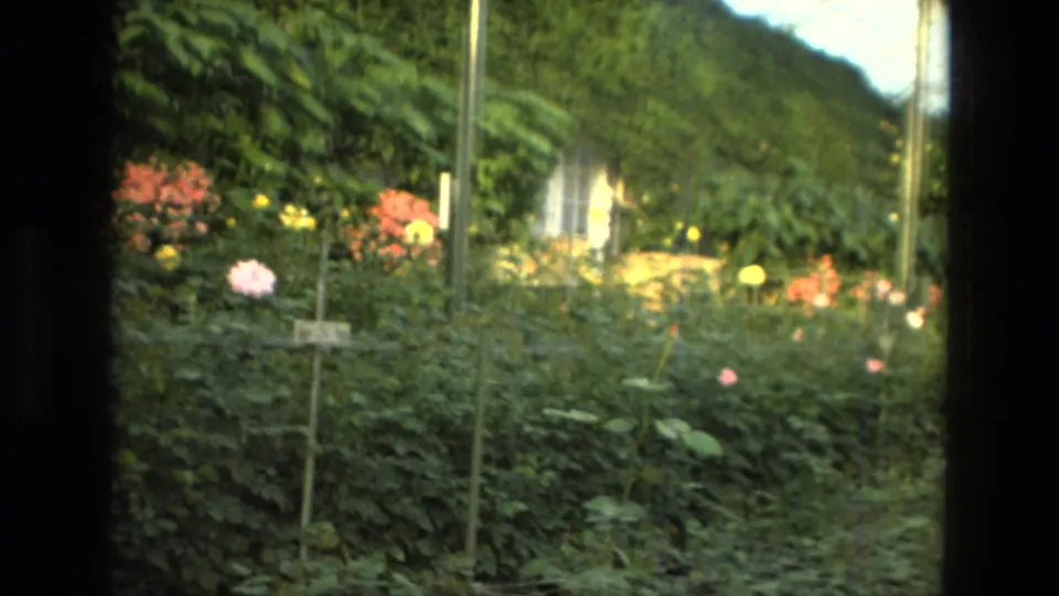 1972 Iran garden frame showing a narrow path, plant markers, pink roses, orange blossoms, and dense green shrubs.