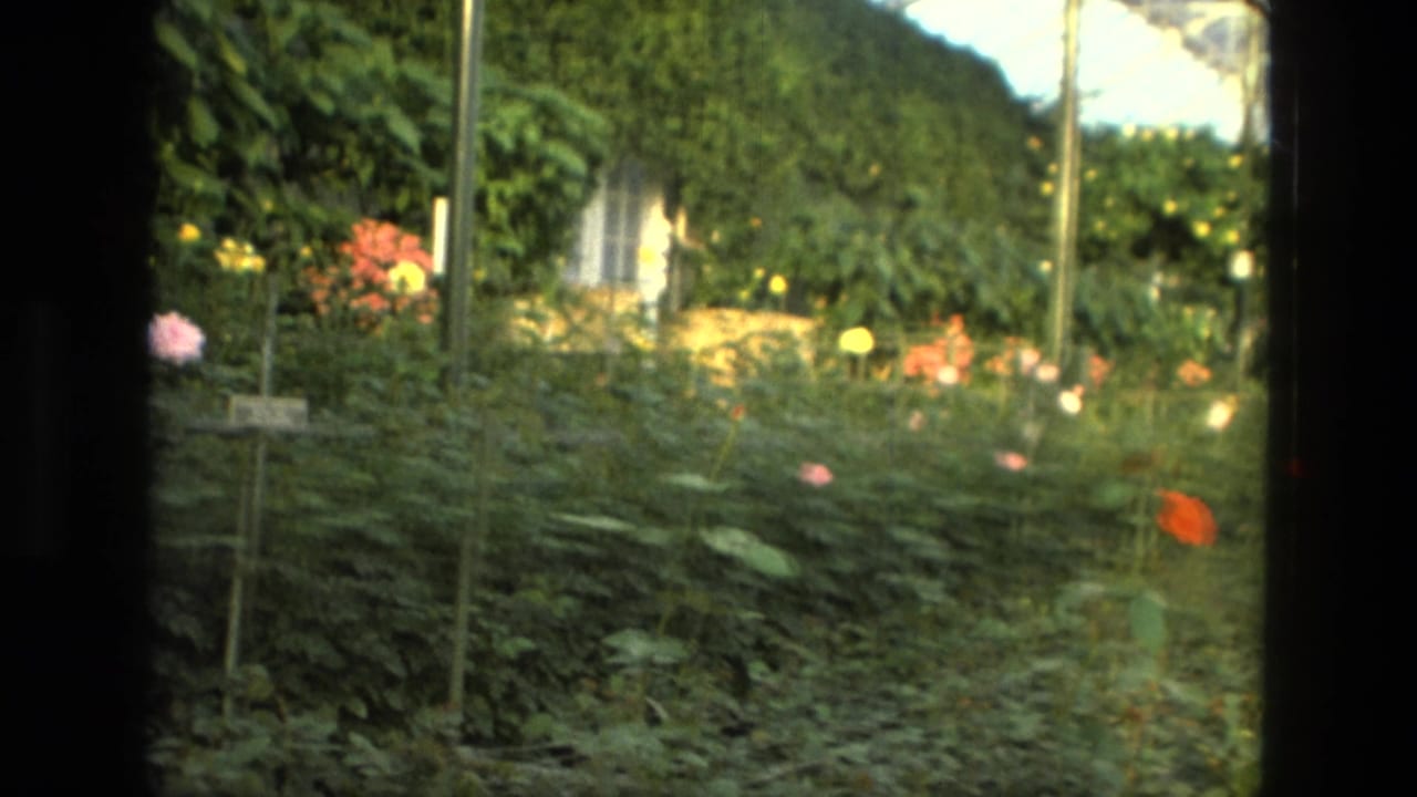 Rose beds and dense greenery inside a glass-roofed conservatory.
