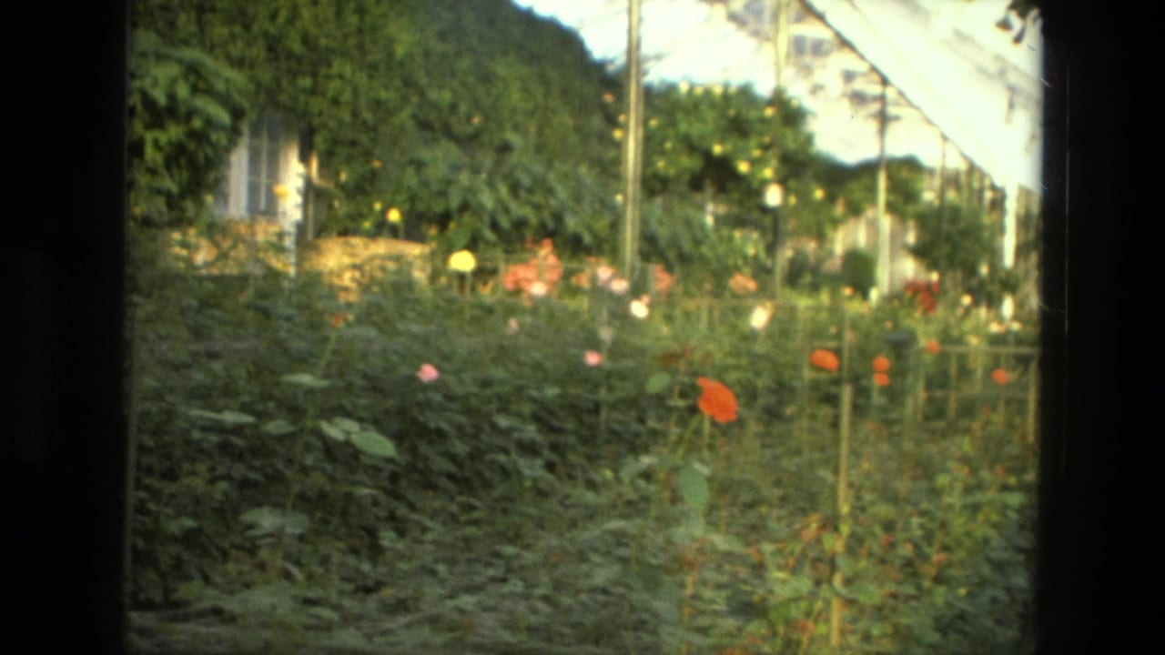 1972 Iran conservatory view with rose beds, leafy plants, vertical supports, and bright roof glazing.
